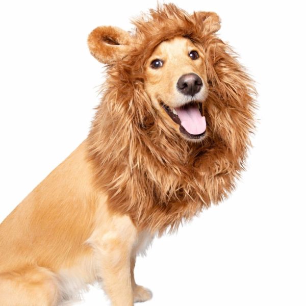 Pet Lion Mane 10