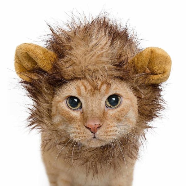 Pet Lion Mane 3