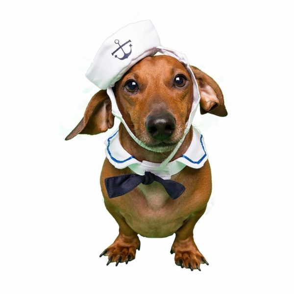 Sailor Dog Costume 3