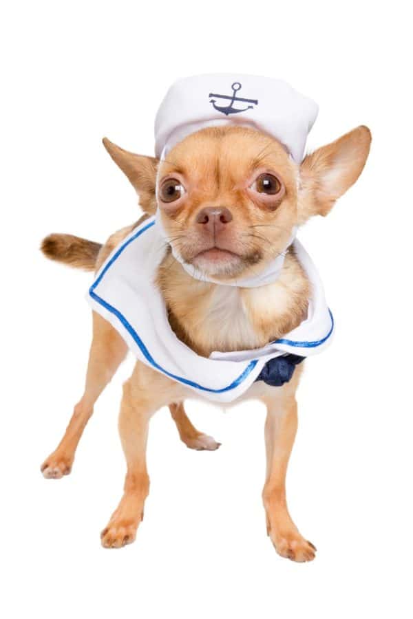 Sailor Dog Costume 4