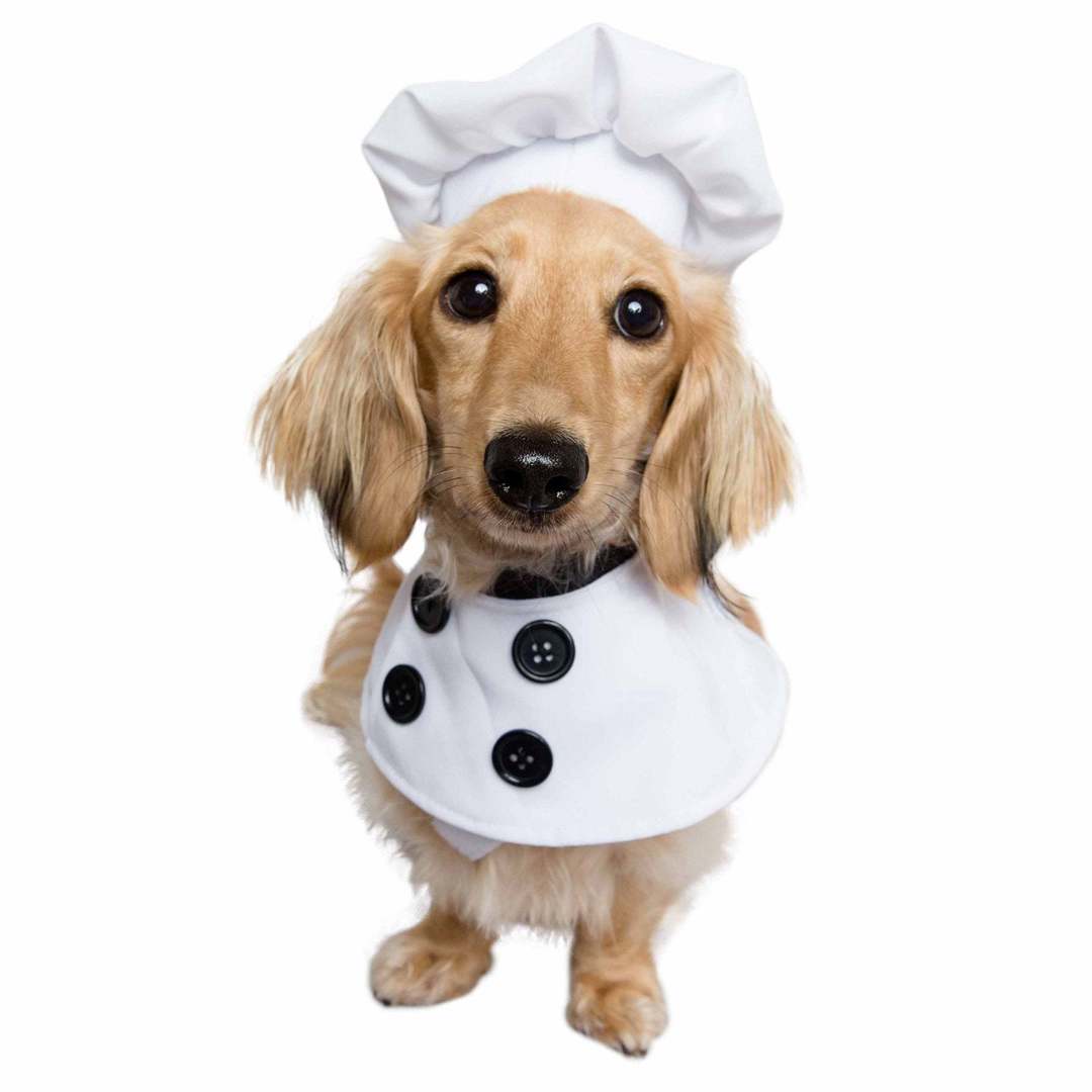 Chef Uniform Dog Costume 11